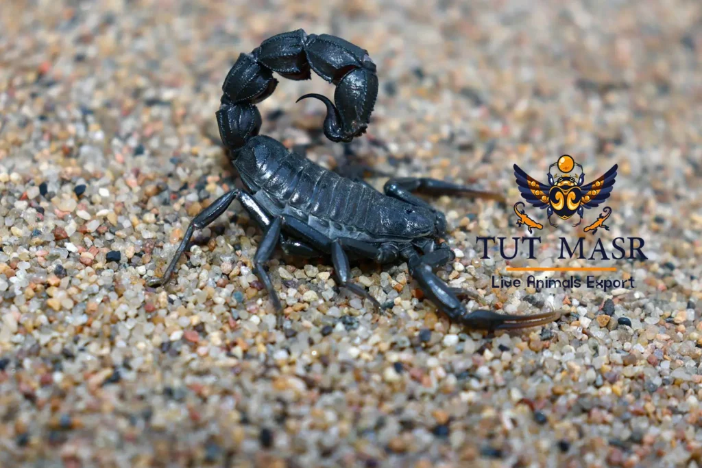 Androctonus bicolor - Bicolor scorpion - Egyptian Scorpions - Exporter - Scorpion exporter - Egyptian scorpions exporter - tut masr - Dual Color Scorpion - scorpions of Egypt -