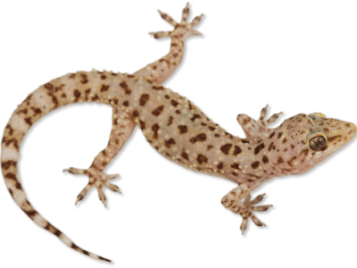 01 Hemidactylus. Turcicus Hemidactylus Turcicus - geckos Exported by TUTMASR - TUT MASR - An Egyptian Live animals Exporter . By Mahmoud Nasr espmahmoud@gmail.com -+0201119566552 - Geckos Exporter - Gecko Exporter - Exporting Geckos