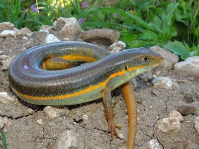 25 Eumeces schneideri Eumeces schneideri - Tut Masr Co , Egypt Live Animals Exporter