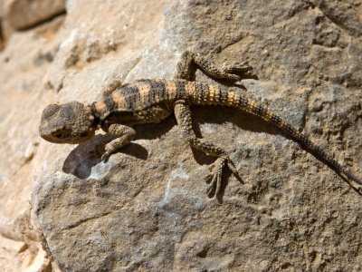 29 Agama pallida pallida Agama pallida pallida - Tut Masr Co , Egypt Live Animals Exporter. +0201119566552