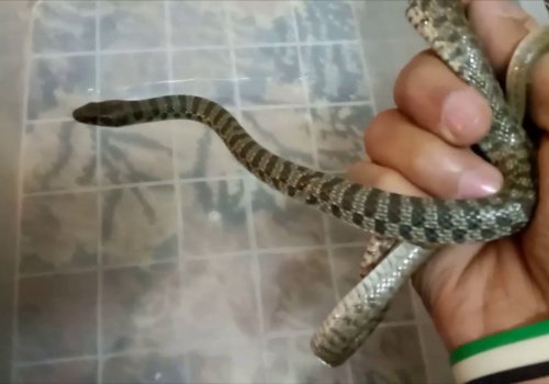 Coluber Florulentus Snakes - Exporting snakes from Egypt - Snake for sale . reptile