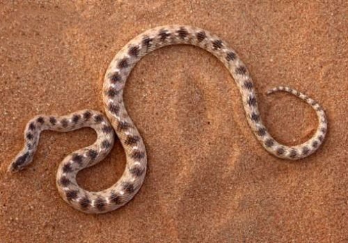 lytorhynchus diadema snakes exported By Mahmoud Nasr espmahmoud@gmail.com , +0201119566552