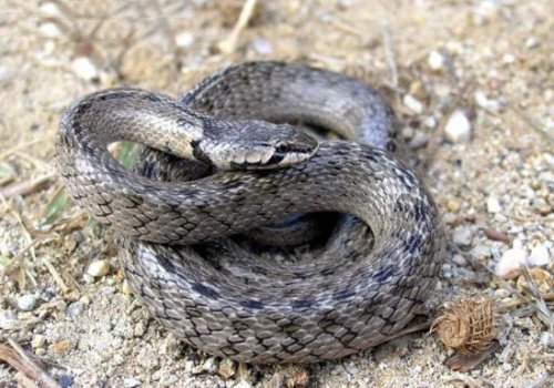 37 Macroprotodon cucullatus Macroprotodon cucullatus snakes - reptiles - Tut Masr Co , Egypt Live Animals Exporter