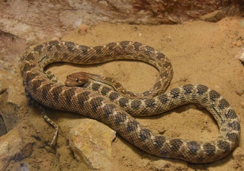 38 Spalerosophis Diadema Cliffordi Spalerosophis Diadema Cliffordi snakes - reptile - exprting snakes from egypt by tut masr