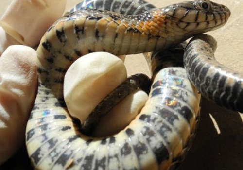 42 Natrix tessellata Natrix tessellata reptiles - snakes - Tut Masr Co , Egypt Live Animals Exporter by Mahmoud Nasr Owner Of TUT MASR co, Egypt +0201119566552