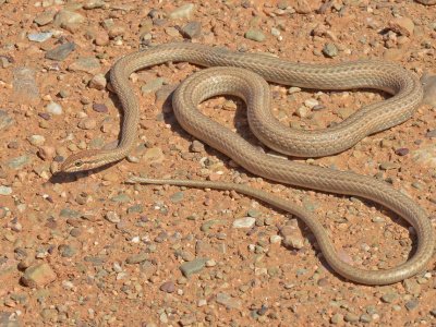 43 Psammophis schokari schokari Psammophis schokari schokari snakes - reptiles - Tut Masr Co , Egypt Live Animals Exporter by Mahmoud Nasr Owner Of TUT MASR co, Egypt +0201119566552