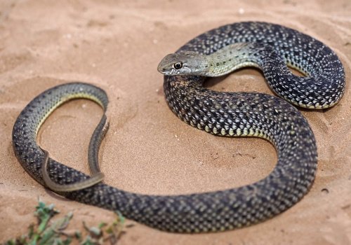 45 Malpolon monspessulanus Malpolon monspessulanus - snakes - reptiles - Tut Masr Co , Egypt Live Animals Exporter by Mahmoud Nasr Owner Of TUT MASR co, Egypt +0201119566552