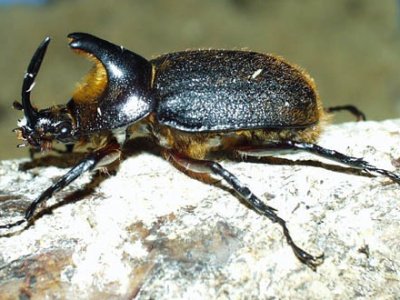 64 Heterogompus Hirtus Heterogompus Hirtus