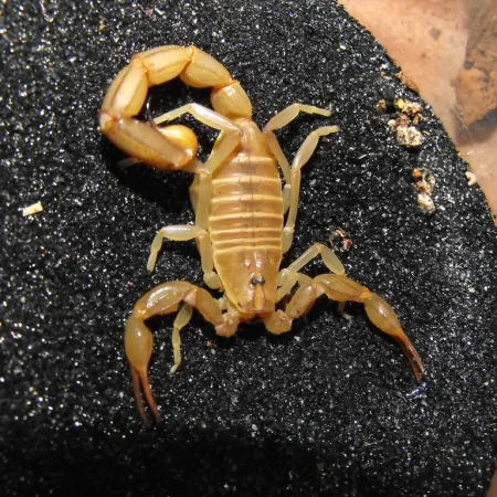 Androctonus amoreuxi – Egyptian Fat-Tailed Scorpion - Tut Masr Egyptian scorpion exporter - egyptian exporter - exporter - scorpion -
