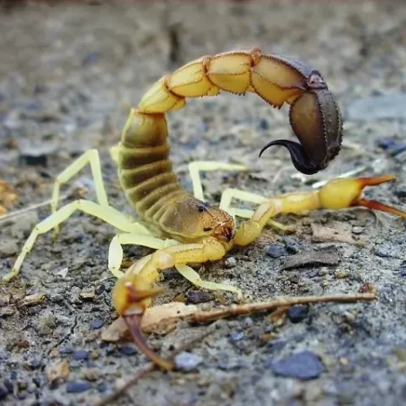 Androctonus australis – Yellow Fat-Tailed Scorpion - Tut Masr Egyptian scorpion exporter - egyptian exporter - exporter - scorpion -