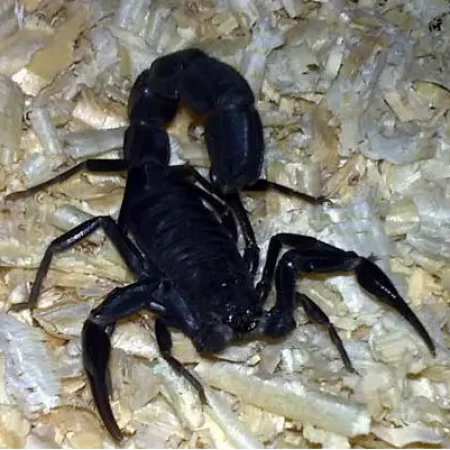 Androctonus crassicauda – Arabian Fat-Tailed Scorpion - Tut Masr Egyptian scorpion exporter - egyptian exporter - exporter - scorpion -