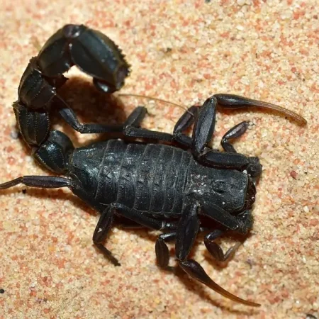 Androctonus bicolor - egyptian scorpion exporter - egyptian exporter - tut masr