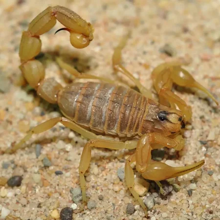 Buthus occitanus - Mediterranean Yellow Scorpion - Tut Masr Egyptian scorpion exporter - egyptian exporter - exporter - scorpion -