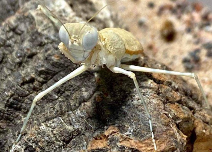 Eremiaphila spp - Desert Mantis , Exported by Tut Masr Co , Egypt . A Live animals & reptiles Exporter Mahmoud Nasr
