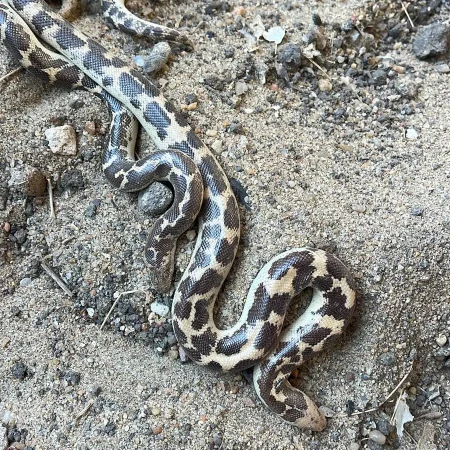 Eryx Jaculus -Egyptian Sand Boa - Eryx Jaculus Exporter -Egyptian Sand Boa Export - Exporting CITES animals -