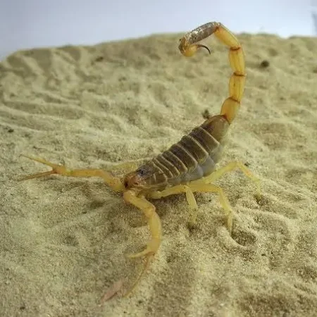 Leiurus quinquestriatus - Deathstalker Scorpion - Tut Masr Egyptian scorpion exporter - egyptian exporter - exporter - scorpion -