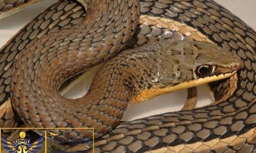 Psammophis sibilans sibilans Psammophis sibilans sibilans - snakes - reptiles - exporting snakes by tut masr