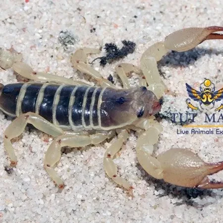 Egyptian scorpion - scorpio maurus - scorpions for sale - sccorpions for export - egyptian scorpion exporter - tut masr - tutmasr - tut reptiles exporter - reptiles exporter - reptiles importer - tut masr