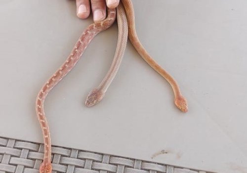 telescopus dhara snakes - Reptiles - Exported by TUTMASR - TUT MASR - An Egyptian Live animals Exporter . Mahmoud Nasr