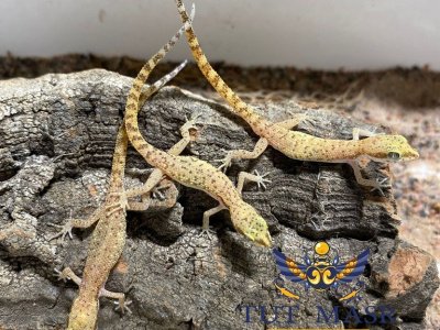 Tropiocolotes tripolitanus Tropiocolotes tripolitanus - Exported by TUTMASR - TUT MASR - An Egyptian Live animals Exporter . By Mahmoud Nasr espmahmoud@gmail.com , +0201119566552