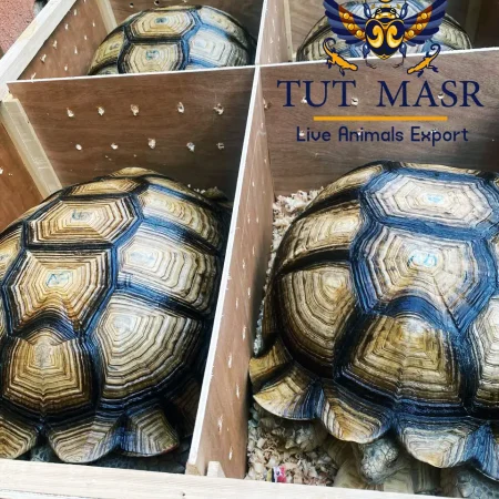 Centrochelys sulcata - Sulcata Tortoise - Sulcata Tortoise Exporter - Exporting Sulcata Tortoise - CITES Exporter - CITES Egypt