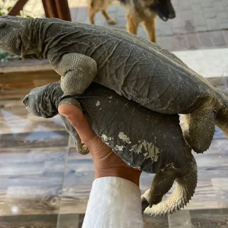 Uromastyx aegyptia - Tut Masr - CITES Lizards