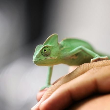 Detailed shot of a green chameleon resting on a person's hand in CDMX, Mexico.